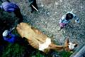 110701_0003_a01_384